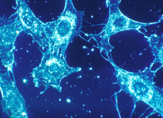 Removal of Aging Cells Could Extend Human Life