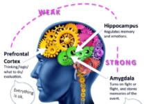 The Brain’s Fight and Flight Response to Social Threat