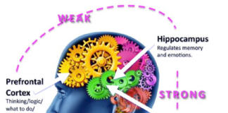 The Brain’s Fight and Flight Response to Social Threat