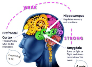The Brain’s Fight and Flight Response to Social Threat