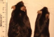 Smelling your food makes you fat