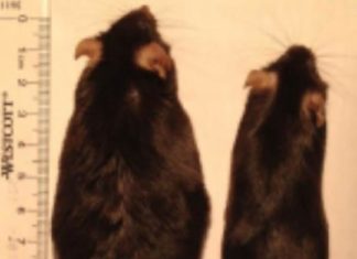 Smelling your food makes you fat
