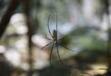 Strange silk: Why rappelling spiders don’t spin out of control