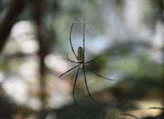 Strange silk: Why rappelling spiders don’t spin out of control