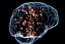 Brain’s Immune Cells May Drive Overeating and Weight Gain