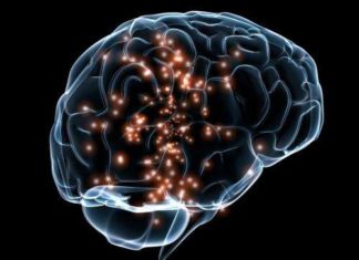 Brain’s Immune Cells May Drive Overeating and Weight Gain