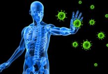 Brain Like Activity in Immune System Promises Better Disease Treatments
