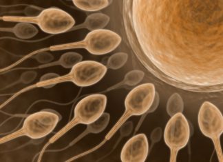 Israeli study sounds alarm as sperm count halved in Western men