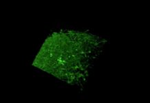 Lab-Created Mini-Brains Reveal How Growing Organ Maintains Neuronal Balance