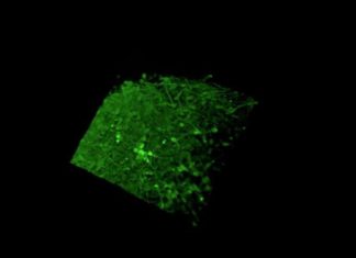 Lab-Created Mini-Brains Reveal How Growing Organ Maintains Neuronal Balance