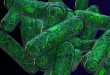 Living computers: RNA circuits transform cells into nanodevices