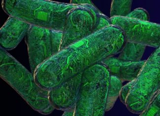Living computers: RNA circuits transform cells into nanodevices