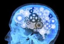 New Clues to How Memories Form in the Brain