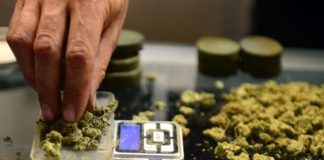 Muted Stress Response Linked to Long Term Cannabis Use