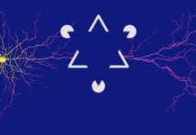 Synapses in the Brain Mirror the Structure of the Visual World