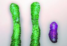 New technique overcomes genetic cause of infertility