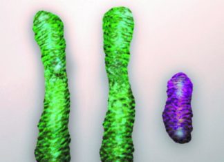 New technique overcomes genetic cause of infertility