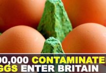UK : 700,000 Eggs recall – contaminated with Fipronil pesticide