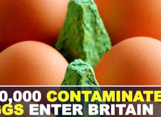 UK : 700,000 Eggs recall – contaminated with Fipronil pesticide