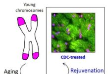Cardiac stem cells from young hearts could rejuvenate old hearts