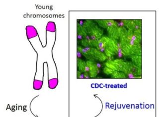 Cardiac stem cells from young hearts could rejuvenate old hearts