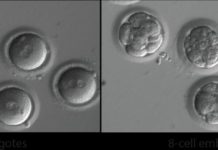 Early gene-editing success holds promise for preventing inherited diseases
