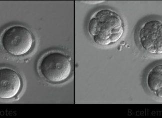 Early gene-editing success holds promise for preventing inherited diseases