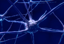Firing of Neurons Changes the Cells That Insulate Them
