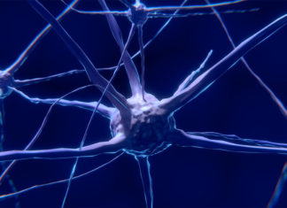 Firing of Neurons Changes the Cells That Insulate Them