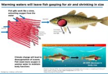 Fish are expected to shrink in size by 20 to 30 per cent if ocean temperatures continue to climb due to climate change