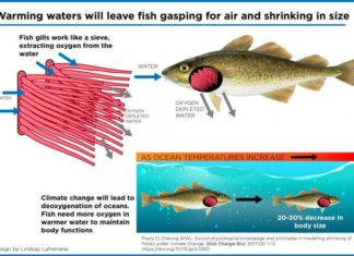 Fish are expected to shrink in size by 20 to 30 per cent if ocean temperatures continue to climb due to climate change