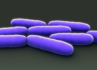 Gut bacteria that talk to human cells may lead to new treatments