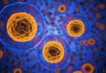 HOW TO REPROGRAM CELLS IN OUR IMMUNE SYSTEM