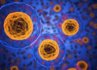 HOW TO REPROGRAM CELLS IN OUR IMMUNE SYSTEM