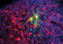 Neuroscientists discover a brain circuit dedicated to retrieving memories