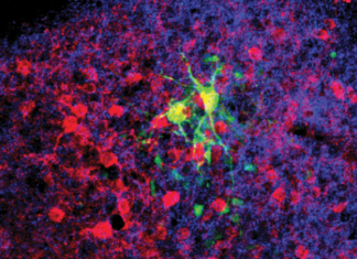 Neuroscientists discover a brain circuit dedicated to retrieving memories