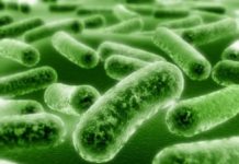 Scientists have identified particular bacteria that may aid athletic performance