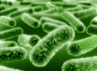 Scientists have identified particular bacteria that may aid athletic performance
