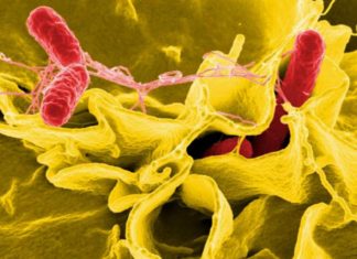 Cholesterol-lowering drugs may fight infectious disease