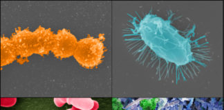 Natural compound coupled with specific gut microbes may prevent severe flu