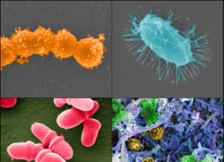 Natural compound coupled with specific gut microbes may prevent severe flu