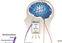 Gut Microbes May Talk to the Brain Through Cortisol