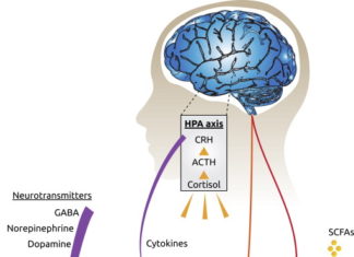 Gut Microbes May Talk to the Brain Through Cortisol