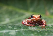 Why poison frogs don’t poison themselves