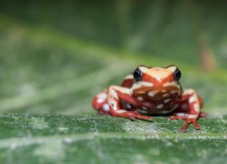 Why poison frogs don’t poison themselves