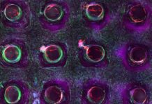 3D Bioprinting of Living Tissues
