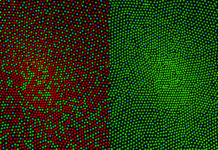 Color Vision : Measuring individual sensory cells