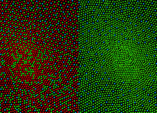 Color Vision : Measuring individual sensory cells