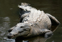 Something is changing the sex of Costa Rican crocodiles. The suspect: a synthetic hormone