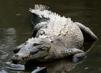Something is changing the sex of Costa Rican crocodiles. The suspect: a synthetic hormone